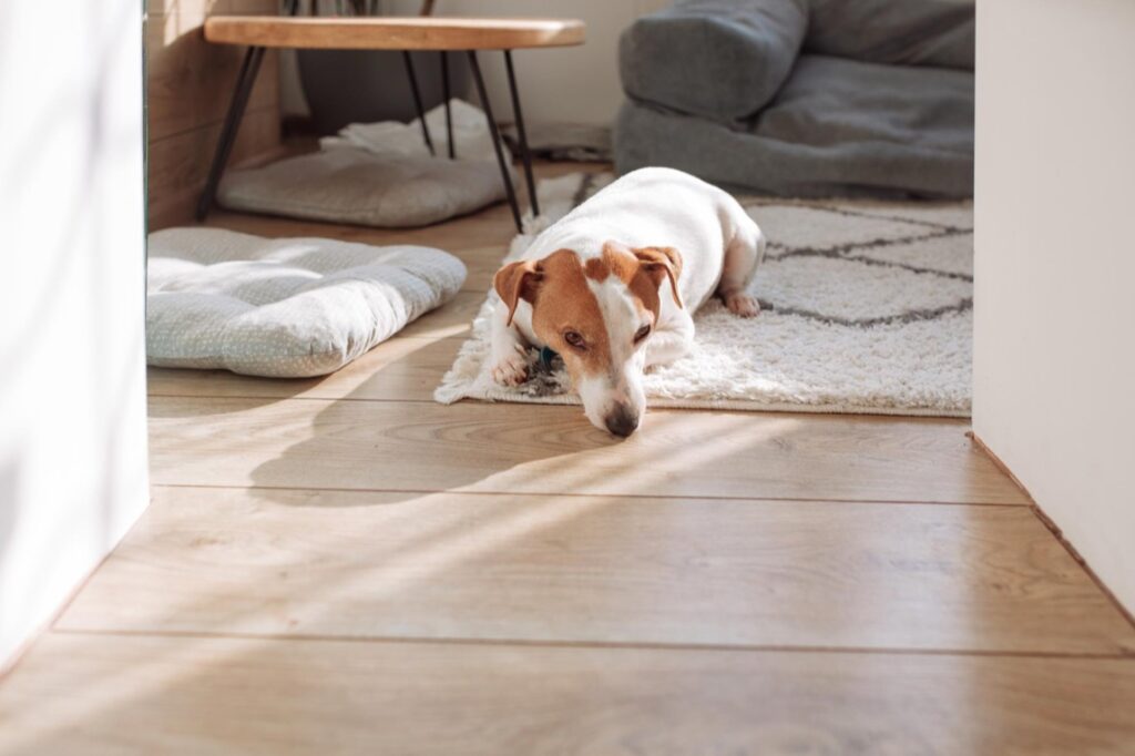 Ogrzewanie podłogowe zyskuje na popularności w nowoczesnych domach, oferując równomierny rozkład ciepła i zwiększając komfort mieszkańców